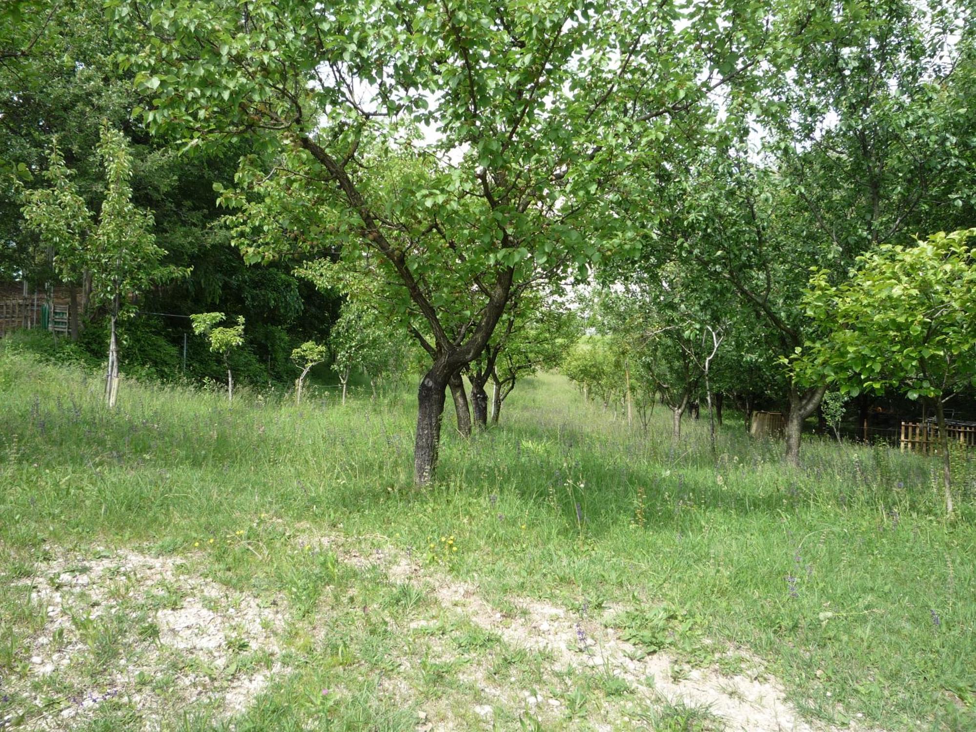 Agriturismo Lupo Bianco Monzambano Exteriör bild